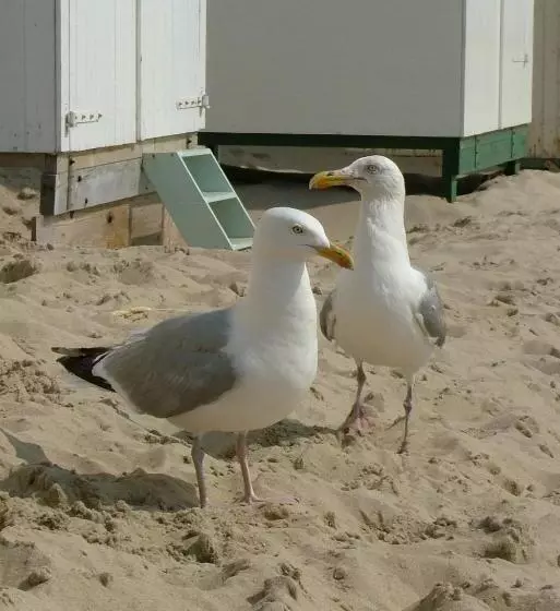 Studio B&b Zeeuws Licht