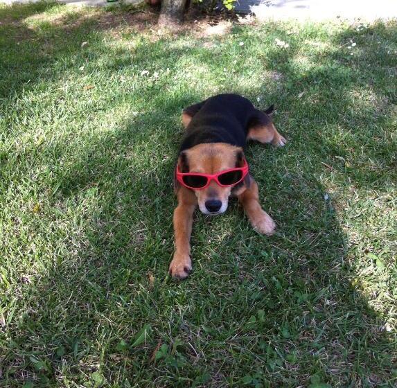 בית מלון כפרי Agriturismo Il Glicine Bianco