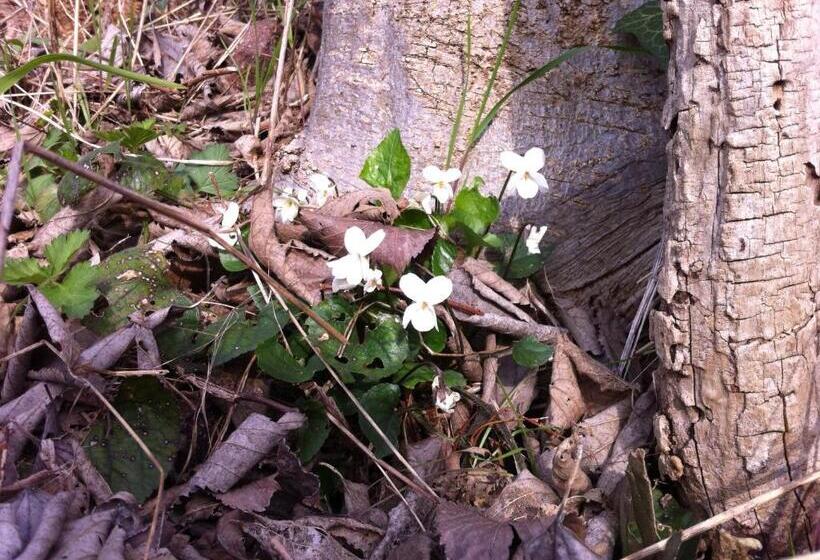 בית מלון כפרי Agriturismo Il Glicine Bianco