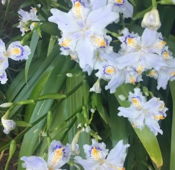 Hotelli Agriturismo Il Glicine Bianco