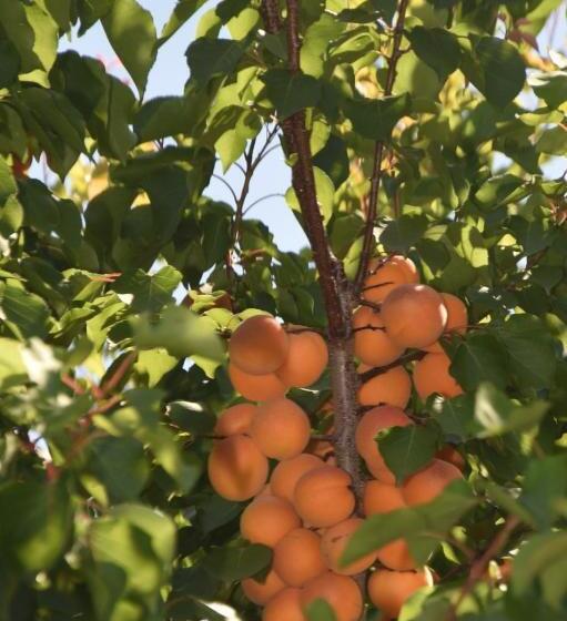 فندق B&b La Tenuta Del Conte