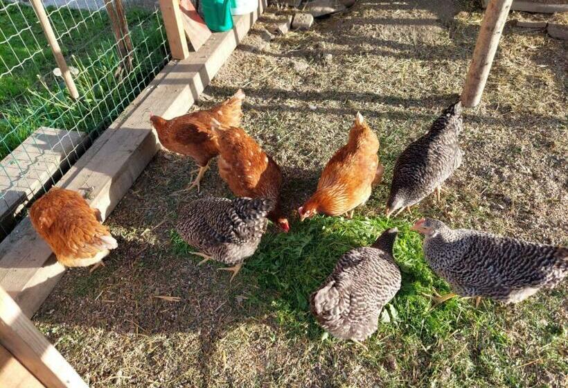 فندق Pension Edlinger