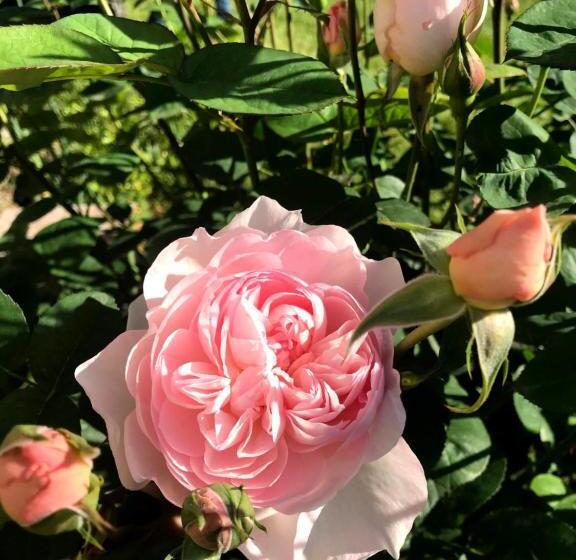 ホテル Agriturismo B&b Luna Di Quarazzana In Fivizzano Tuscany