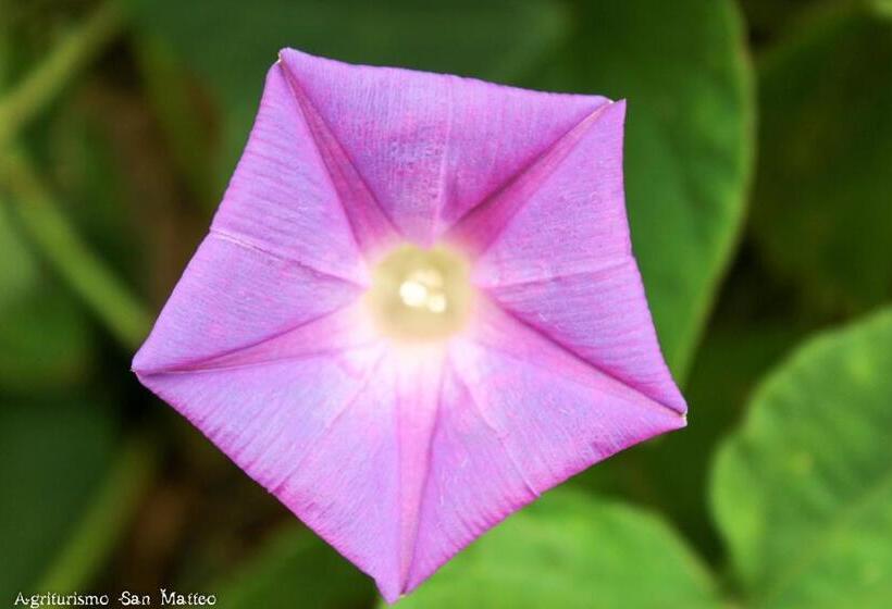 Отель Agriturismo San Matteo