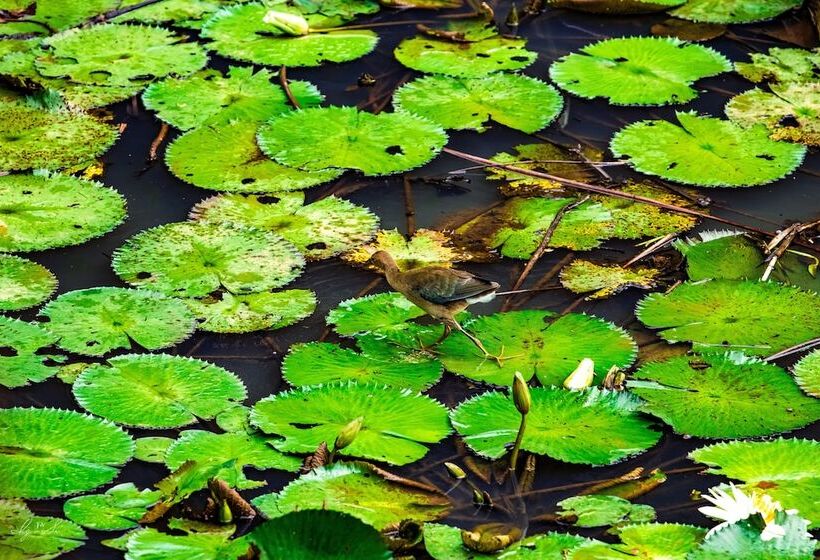 فندق Macaw Lodge