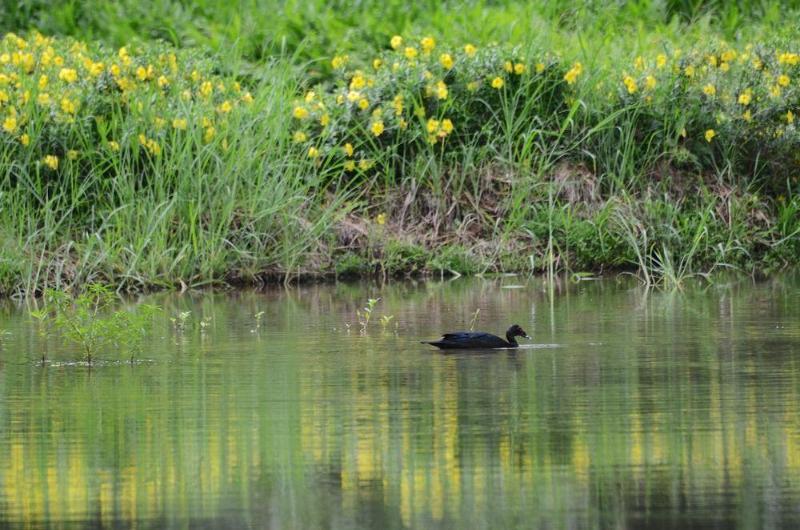 فندق Macaw Lodge