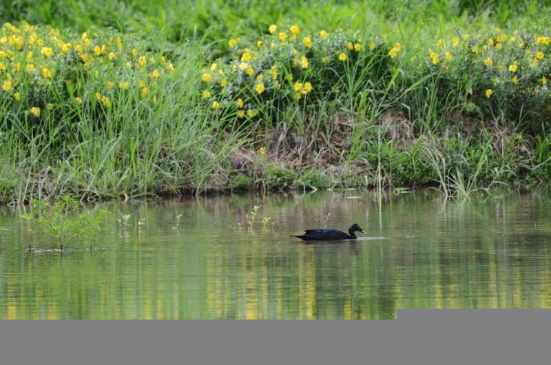 فندق Macaw Lodge