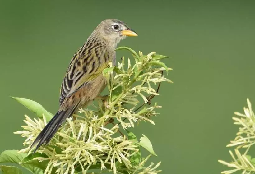 ホテル Campestre Rancho California