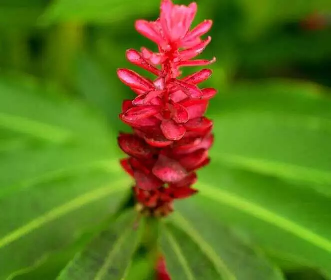 ホテル Taksu Sanur