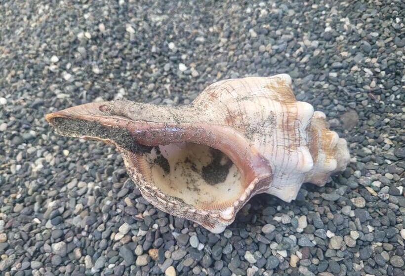 酒店 Beachfront Bed & Breakfast