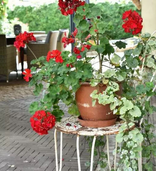 Aamiaismajoitus (B&B) De Oude Limonadefabriek