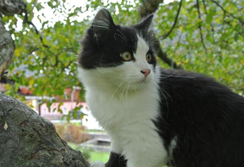 ベッドアンドブレックファースト Haus Fischer Nassfeldblick