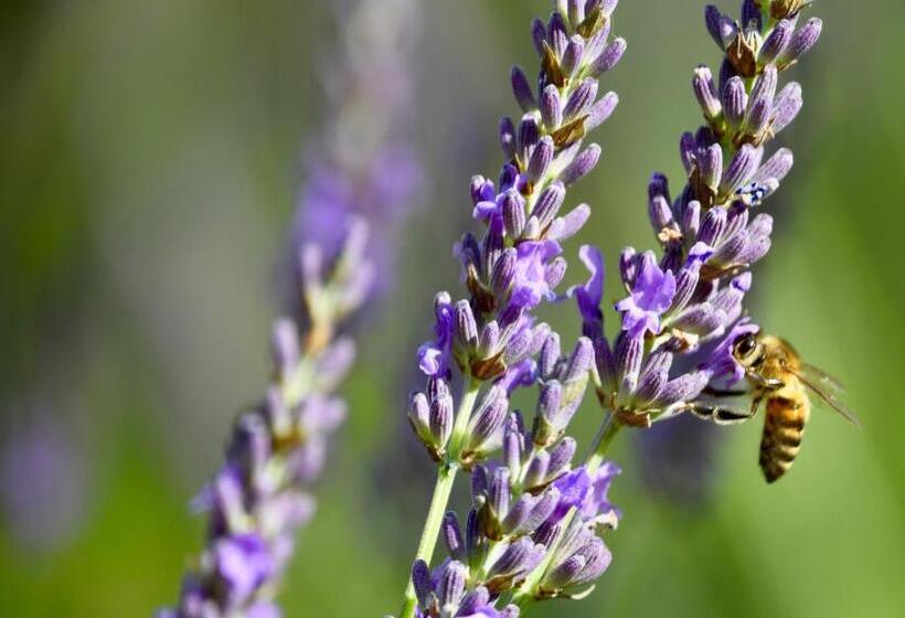 Bed and Breakfast Le Jardin Des Amandiers