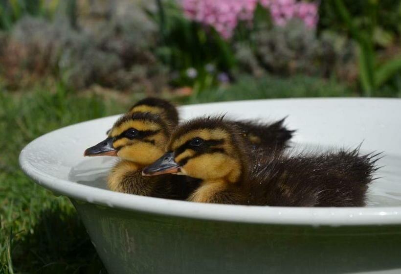 Pansiyon Winzerzimmer Pronegg Vlg. Kristeindl