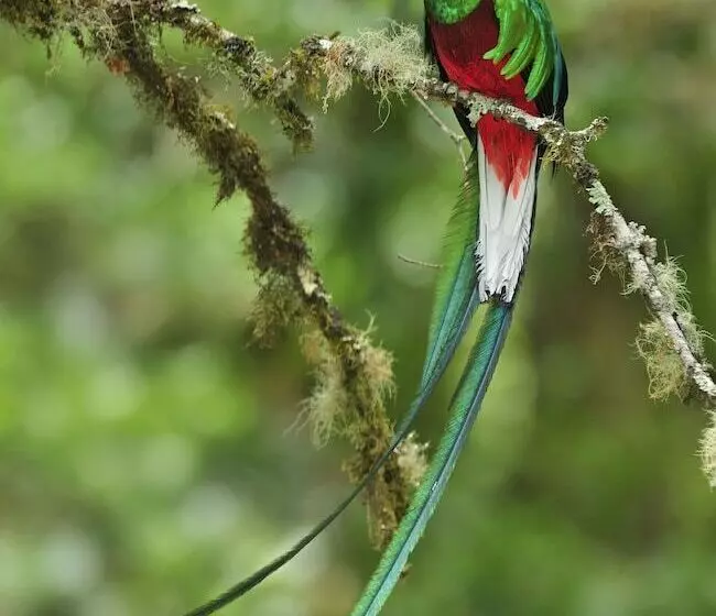 هتل De Montana Suria