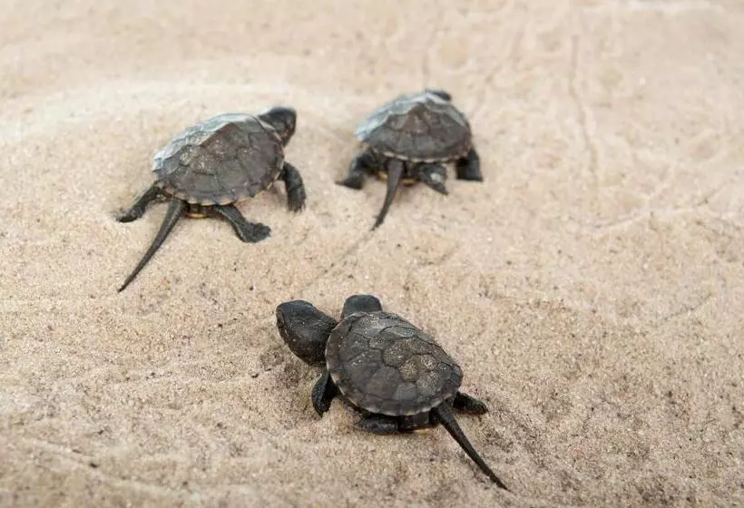 فندق Panareti Coral Bay Resort