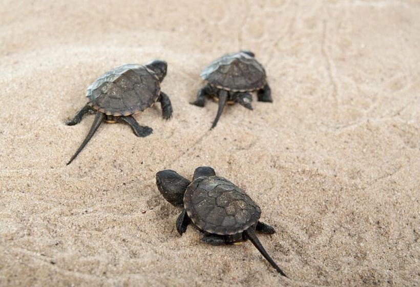 בית מלון כפרי Panareti Coral Bay Resort