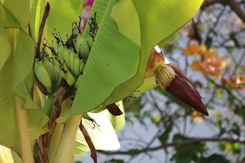 酒店 Meili Beach Resort