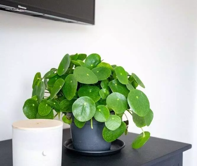 ベッドアンドブレックファースト Doghouse Margate