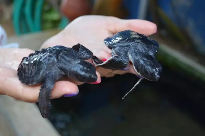 호텔 Thambapanni Retreat