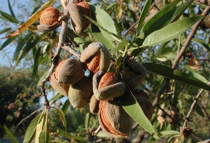 住宿加早餐  Masseria Dei Monelli