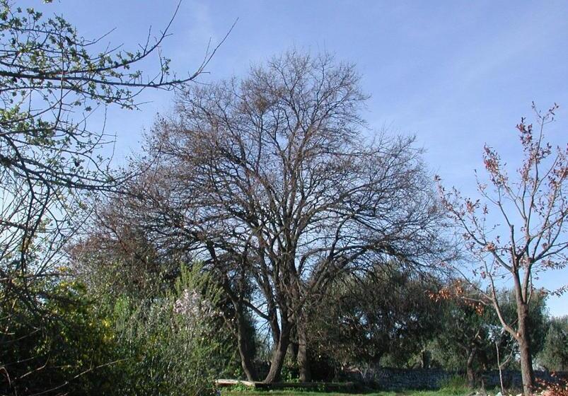 住宿加早餐  Masseria Dei Monelli