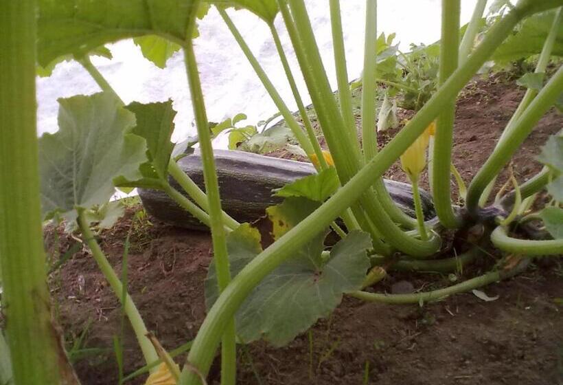 ペンション Christinagården Guesthouse