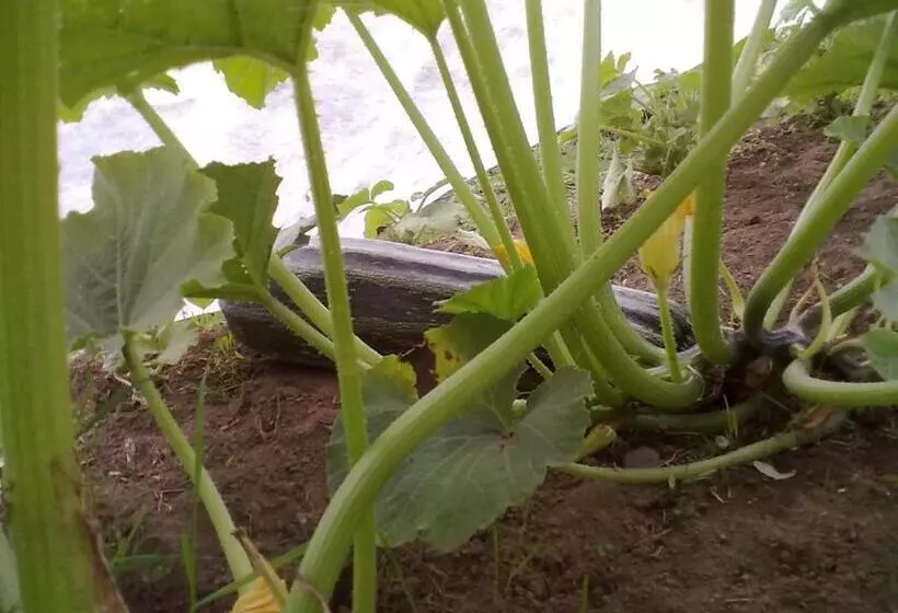 Majatalo Christinagården Guesthouse