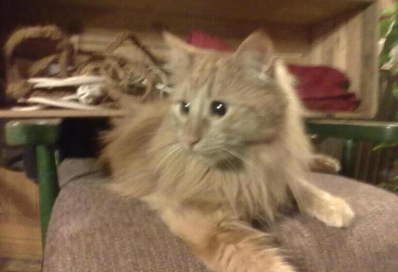 ペンション Christinagården Guesthouse