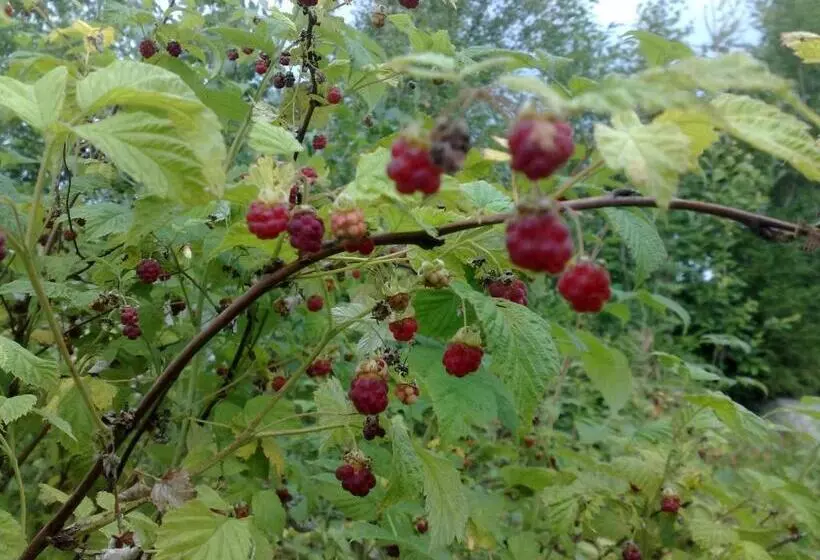 Majatalo Christinagården Guesthouse