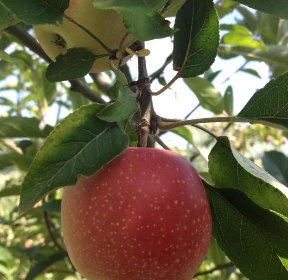 La Casa Nell Oliveto Bed & Breakfast