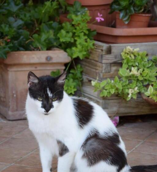 La Casa Nell Oliveto Bed & Breakfast