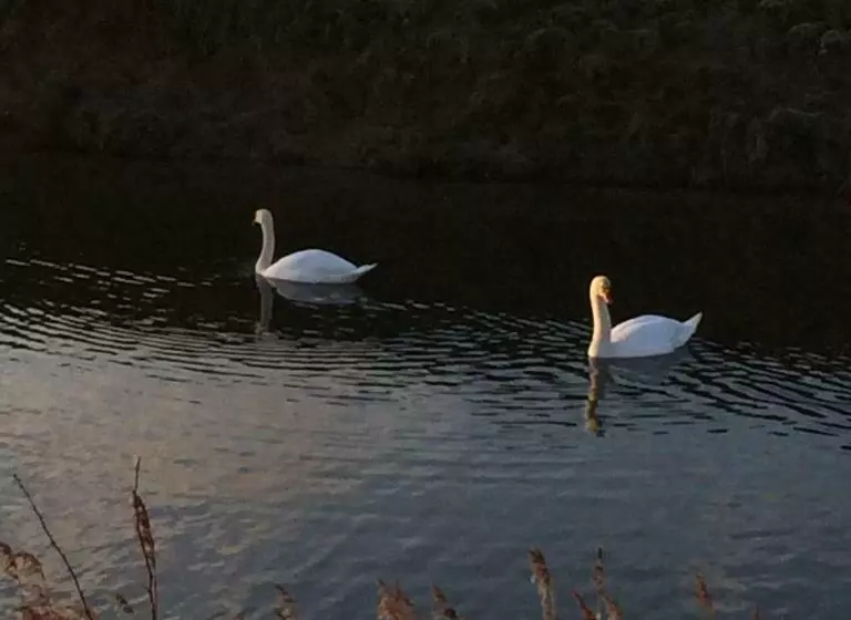 Aamiaismajoitus (B&B) D Ouwe Stal