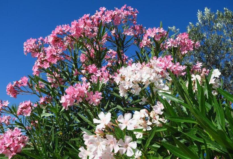 بنسيون Le Bosquet Fruité Chambres D Hôtes En Provence Occitane