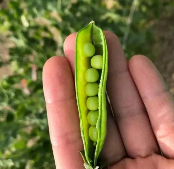 Hotelli Cascina Domina