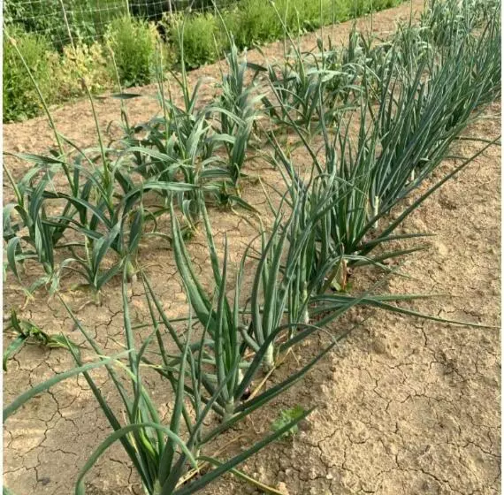 Hotelli Cascina Domina