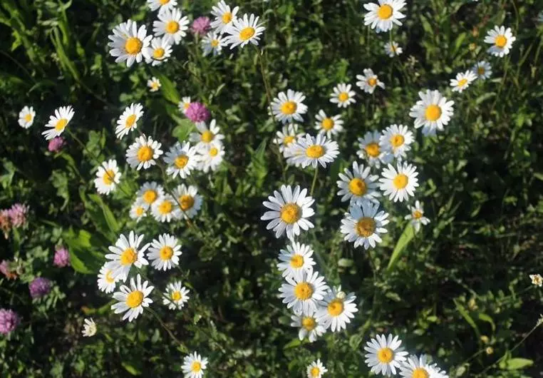 Hotelli Cascina Domina