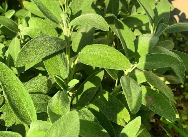 Hotelli Cascina Domina