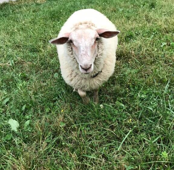 住宿加早餐  Chambre D Hôte Aux Pivoines