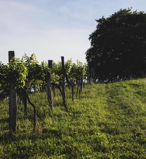 تختخواب و صبحانه Weingut Peter Grill