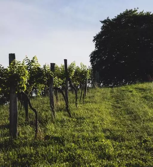 ベッドアンドブレックファースト Weingut Peter Grill