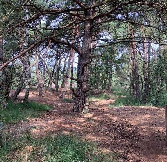 צימר T Greefsch Geluck