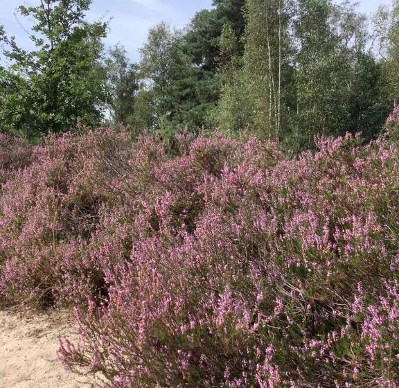 צימר T Greefsch Geluck