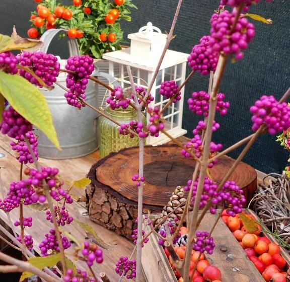 פנסיון Casa Autunno