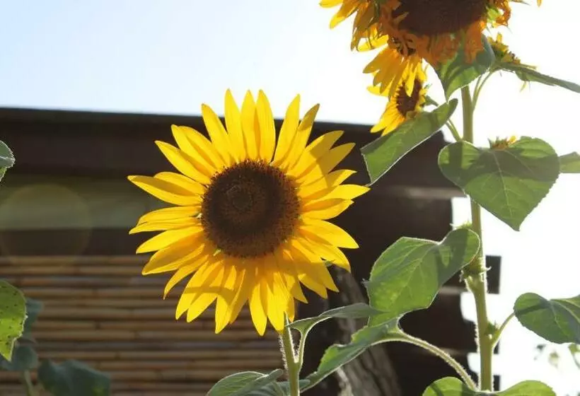B&b Il Girasole