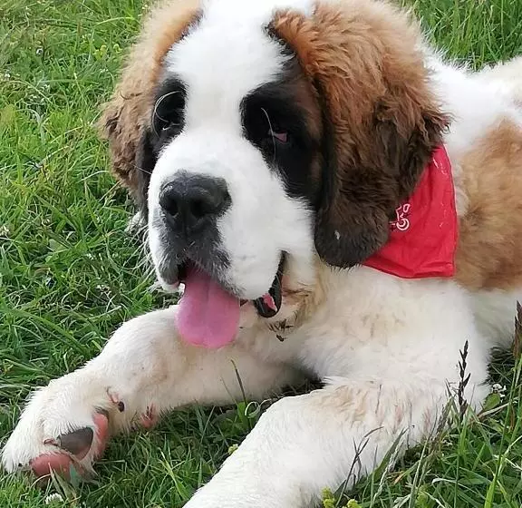 ベッドアンドブレックファースト Chambres Et Tables D Hôtes Le Choton à Nono   Col Du Joly Beaufortain