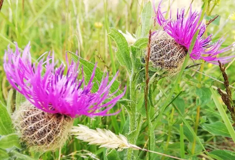 ベッドアンドブレックファースト Chambres Et Tables D Hôtes Le Choton à Nono   Col Du Joly Beaufortain