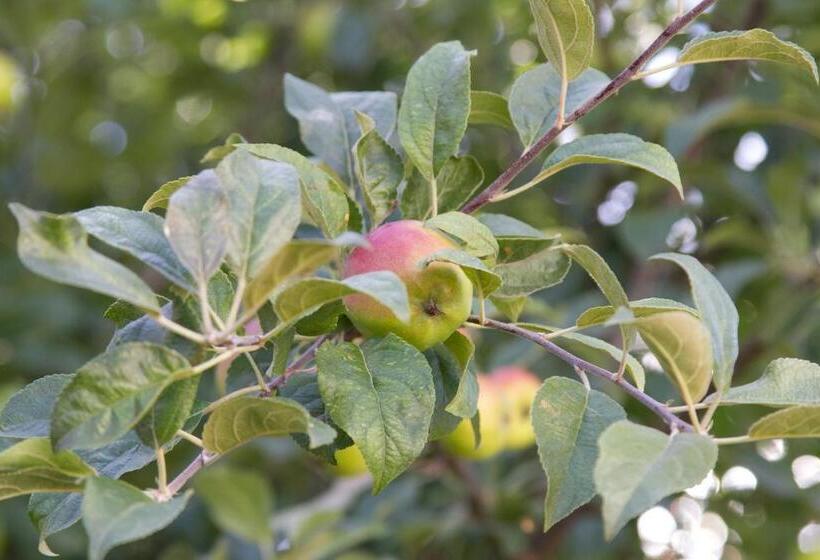 Pensão Vila Toate Panzele Sus