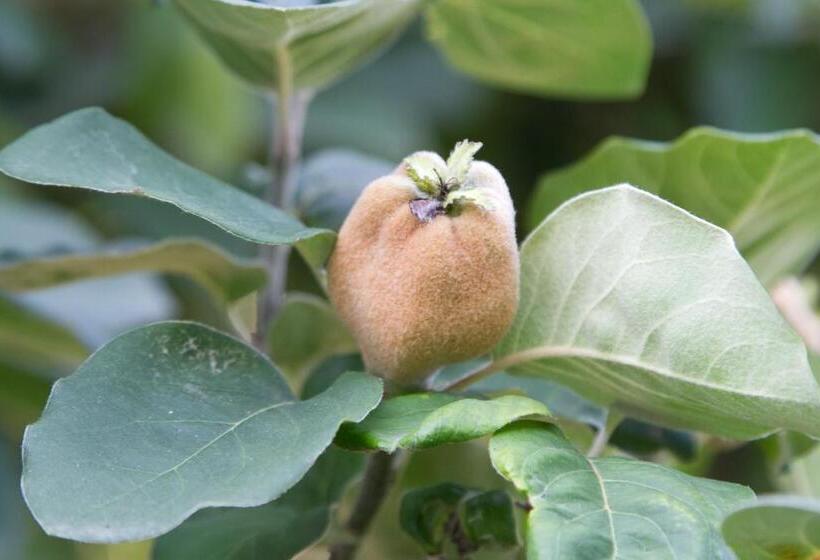 Pensão Vila Toate Panzele Sus
