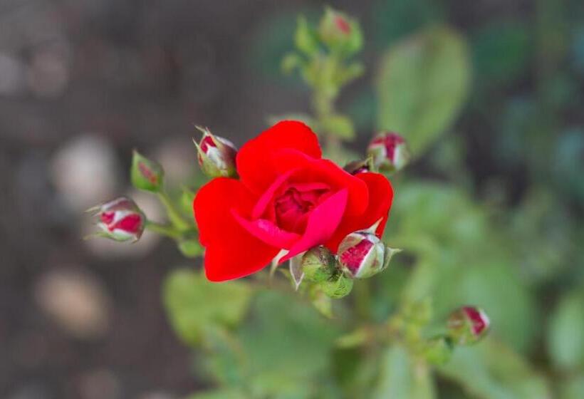 Pensão Vila Toate Panzele Sus